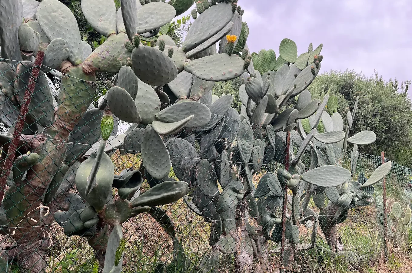 Breathe-Liguria-Escursione-Degustazione-Dettaglio-Cactus