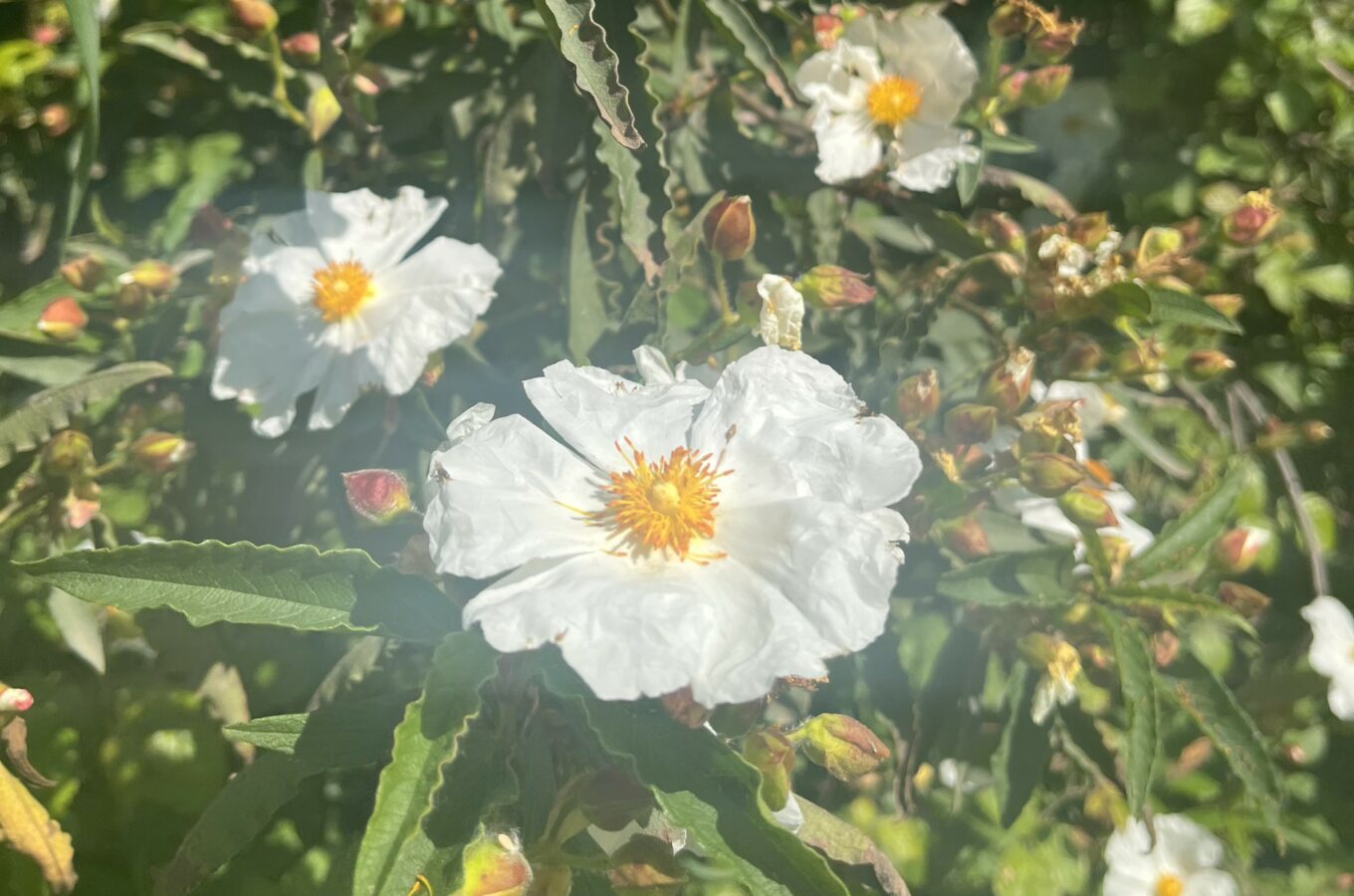 Breathe_Liguria_Escursione_Brina_Sarzana_Giardini_Botanici